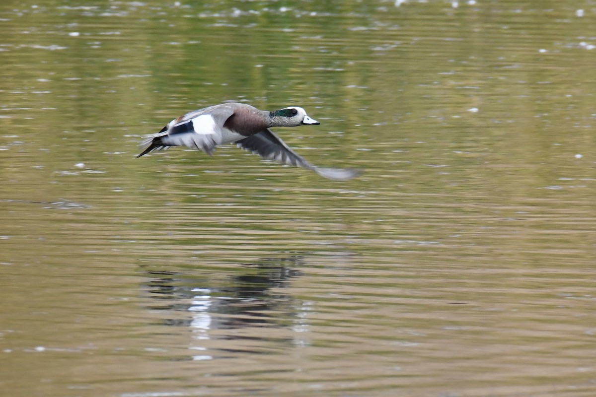 American Wigeon - ML380788031