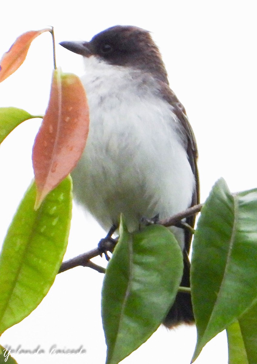 Eastern Kingbird - ML380789911