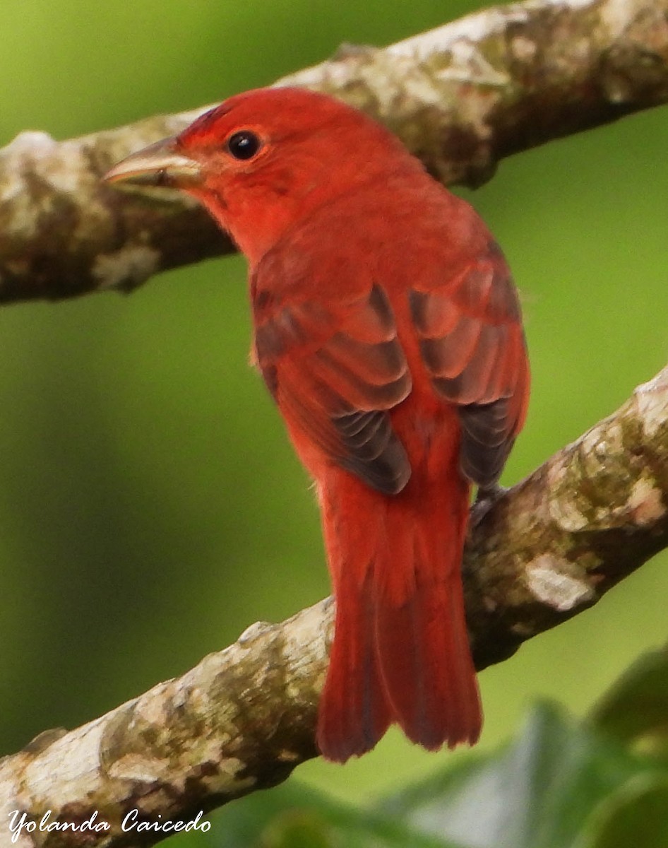 Summer Tanager - ML380790201