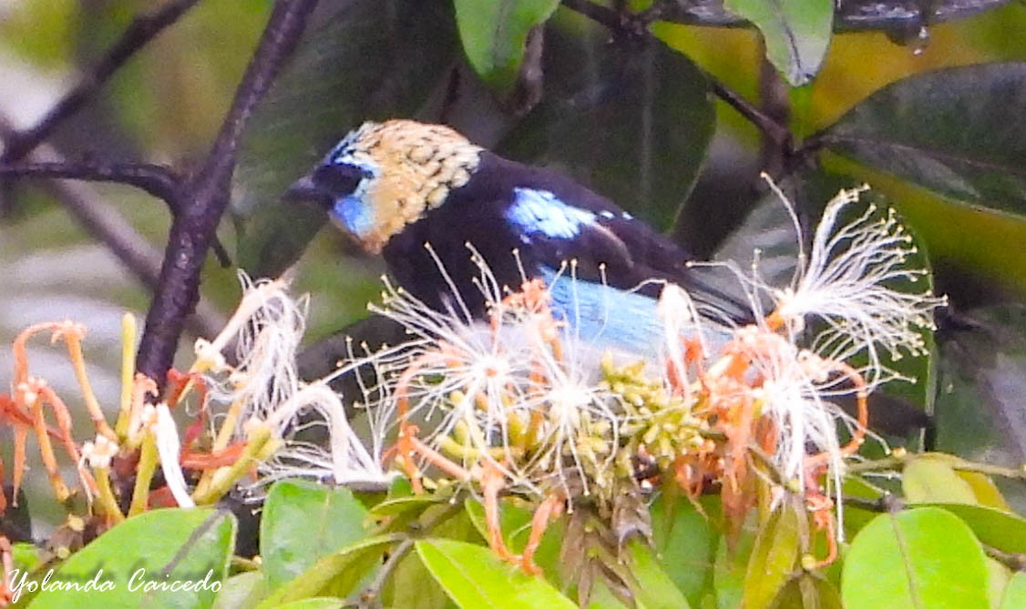 Golden-hooded Tanager - ML380790481
