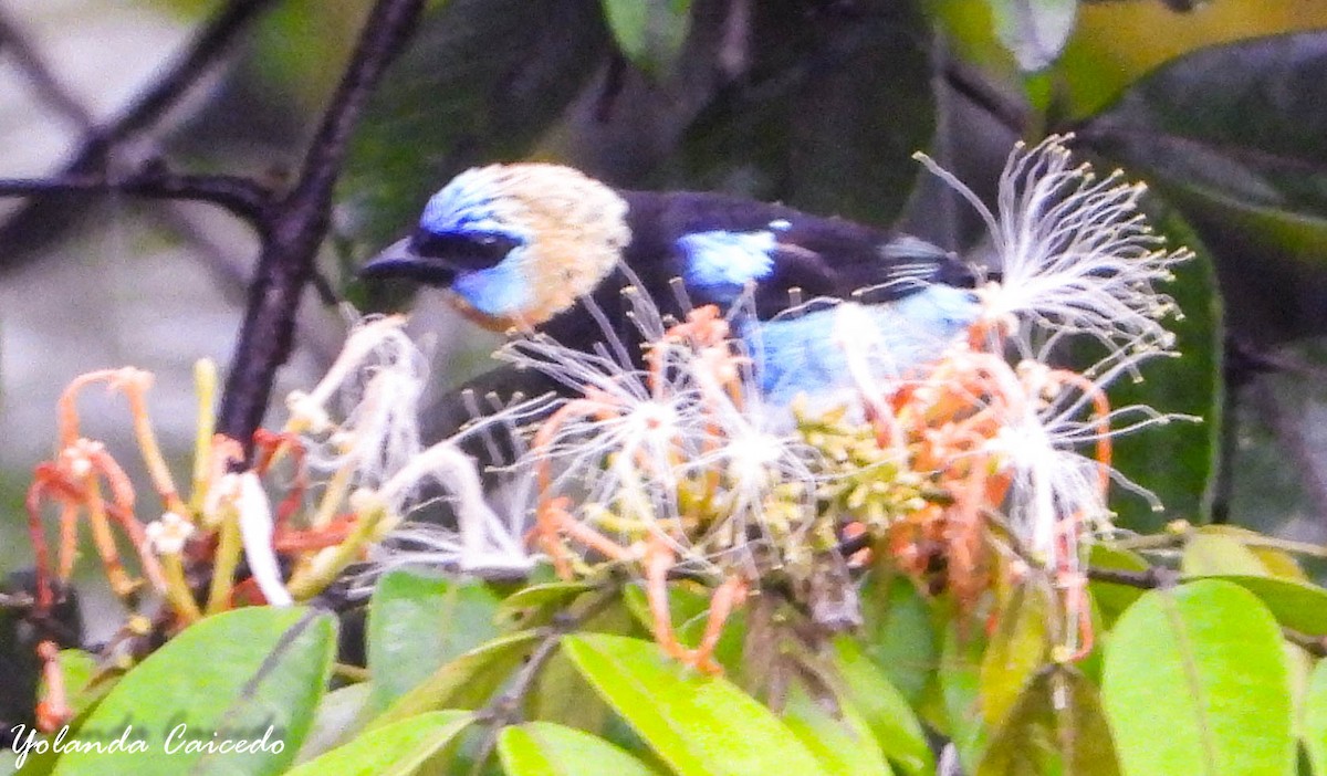 Golden-hooded Tanager - ML380790501