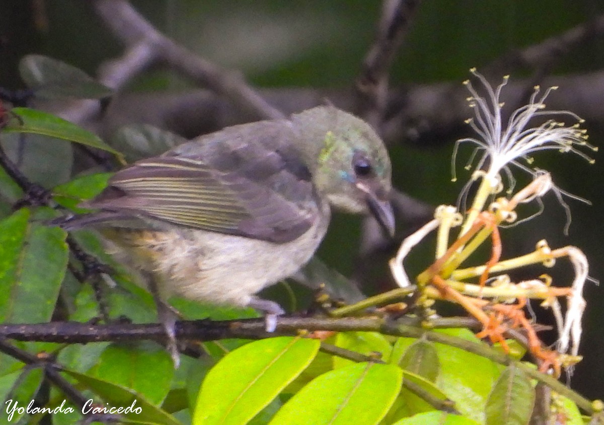 Golden-hooded Tanager - ML380790511