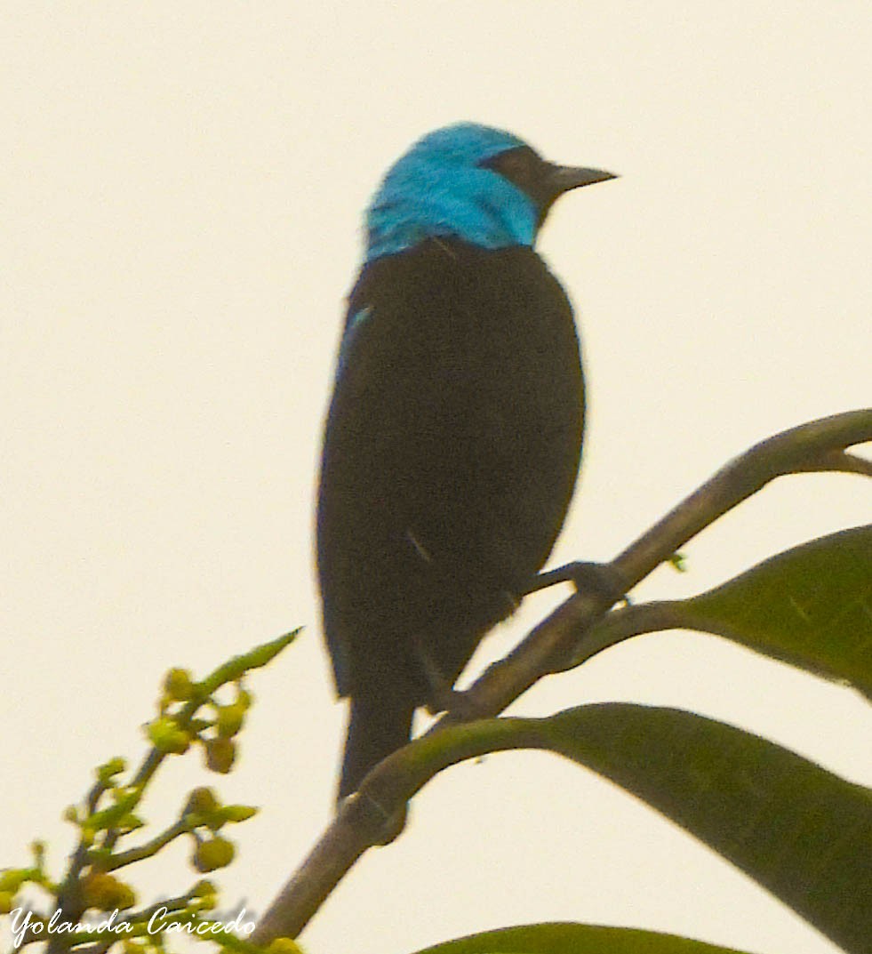 Scarlet-thighed Dacnis - ML380790911