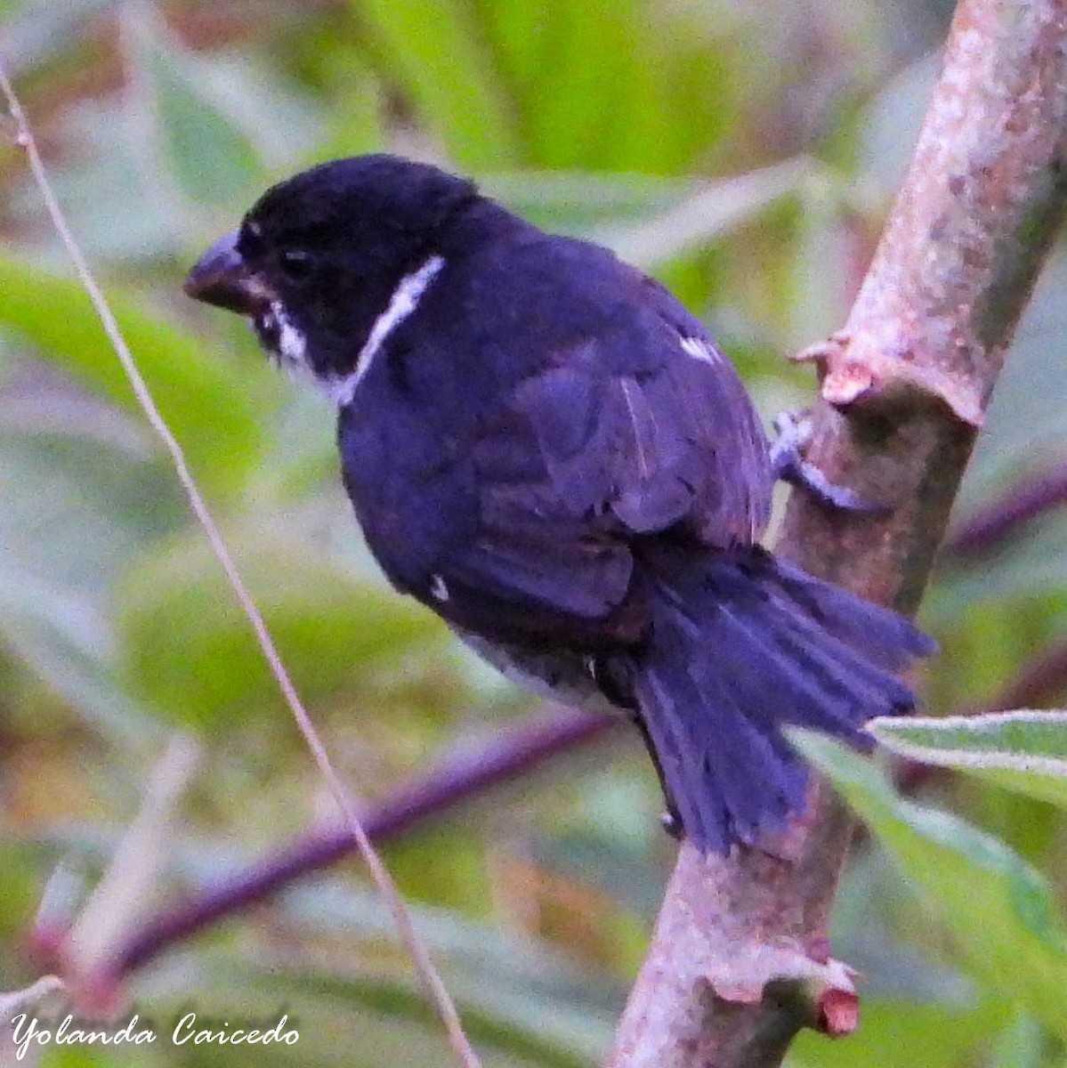 Variable Seedeater - ML380791041