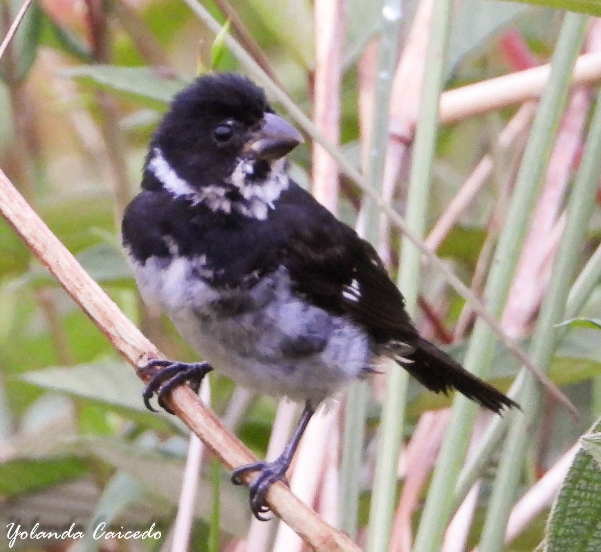 Variable Seedeater - ML380791051
