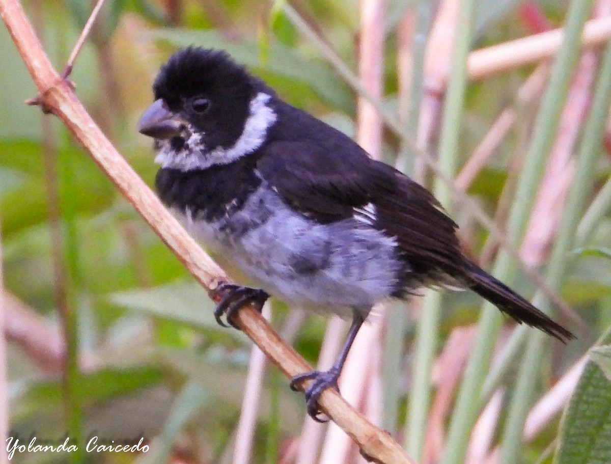 Variable Seedeater - ML380791061