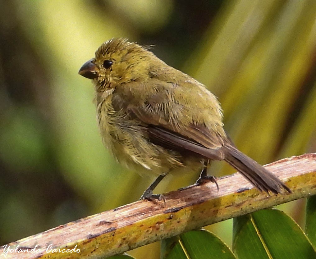 Variable Seedeater - ML380791251