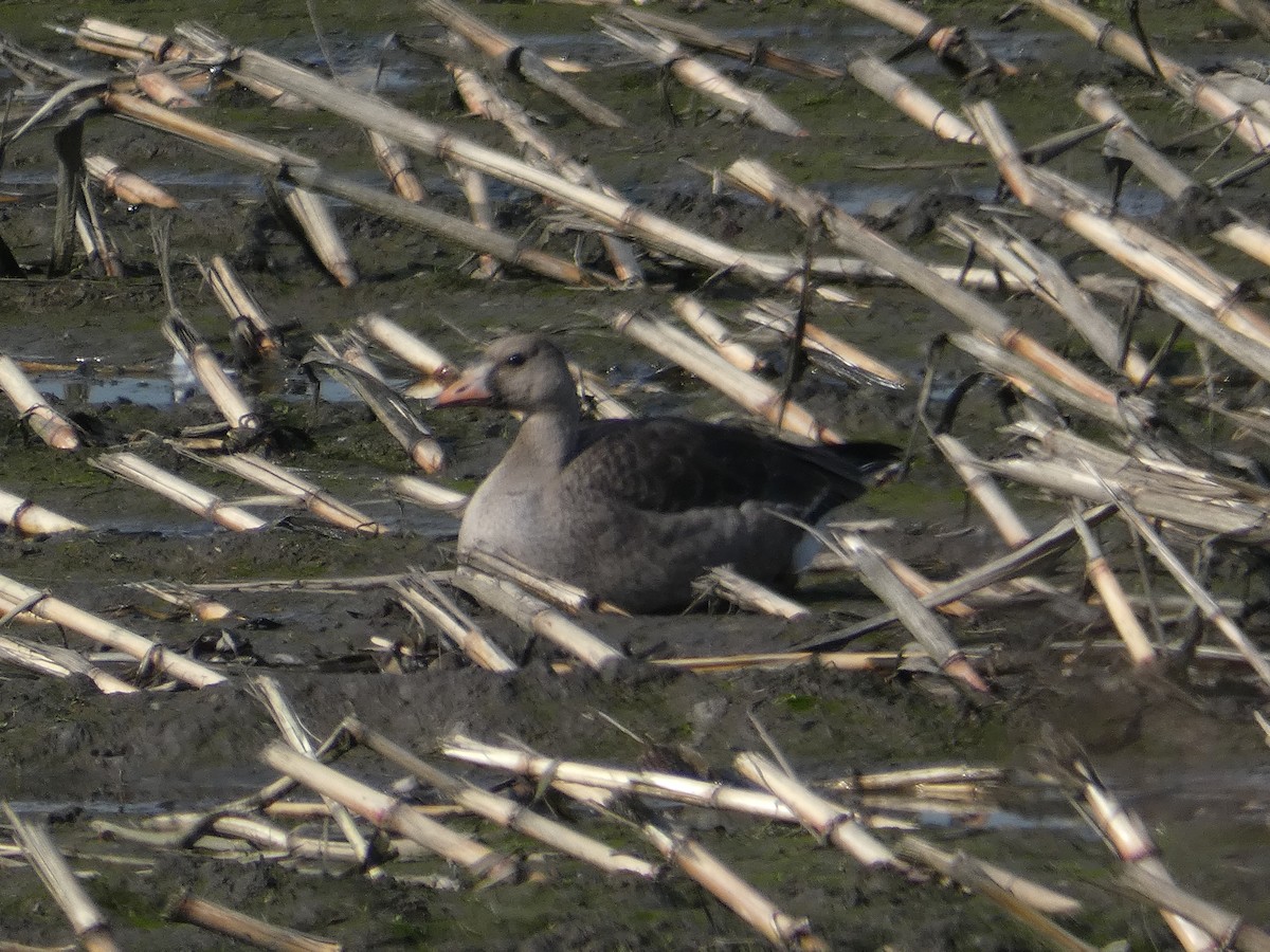 Greater White-fronted Goose - ML380791641