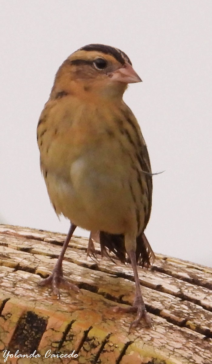 Bobolink - ML380791891