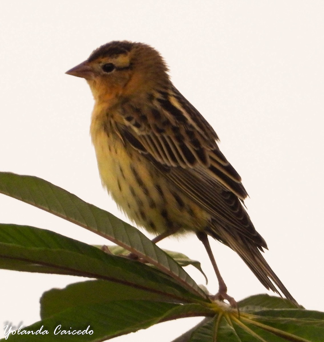 Bobolink - ML380791901