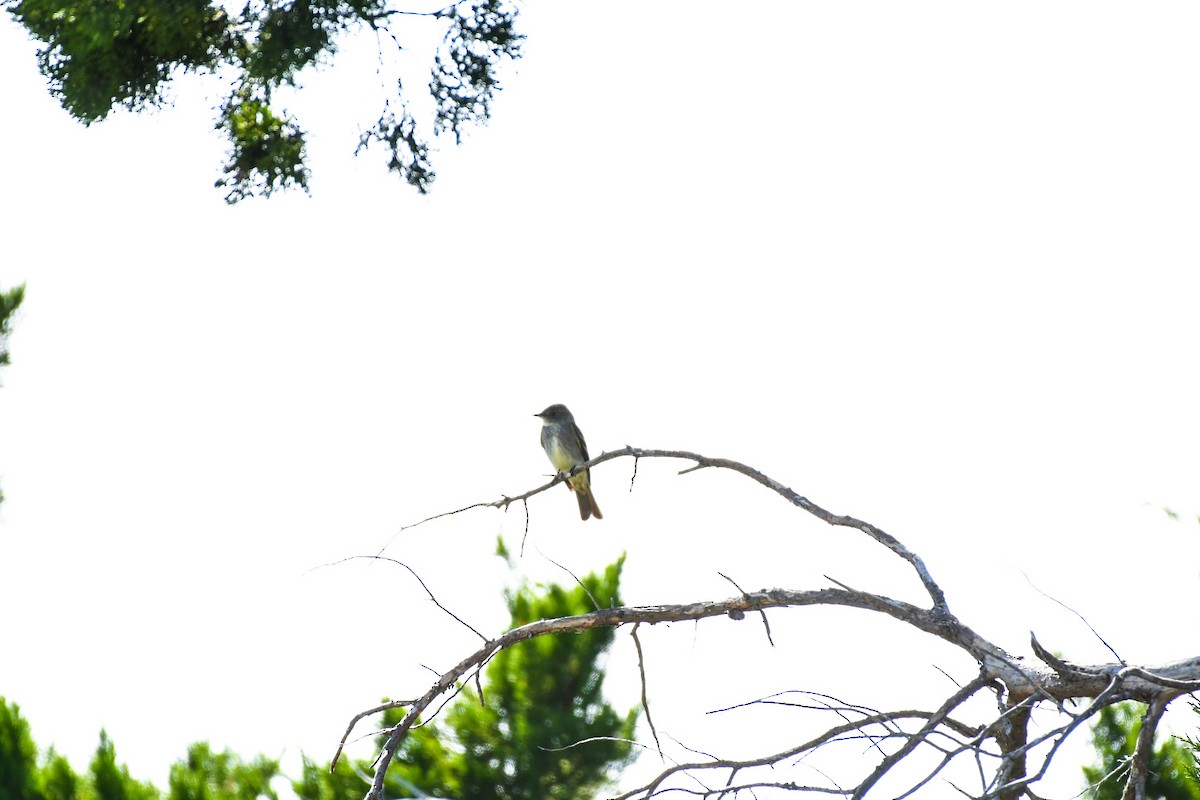 Eastern Wood-Pewee - ML380793661