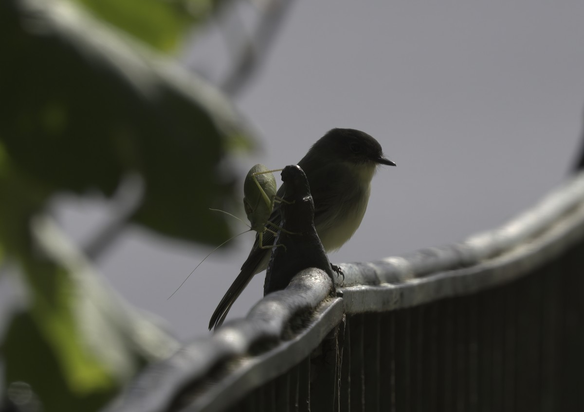 Eastern Phoebe - ML380794981