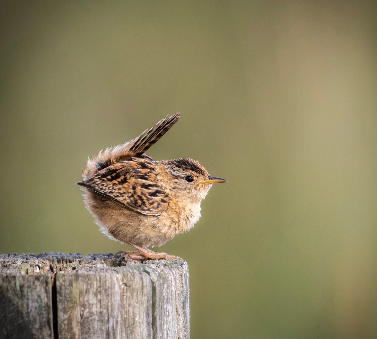 Grass Wren - ML380796361