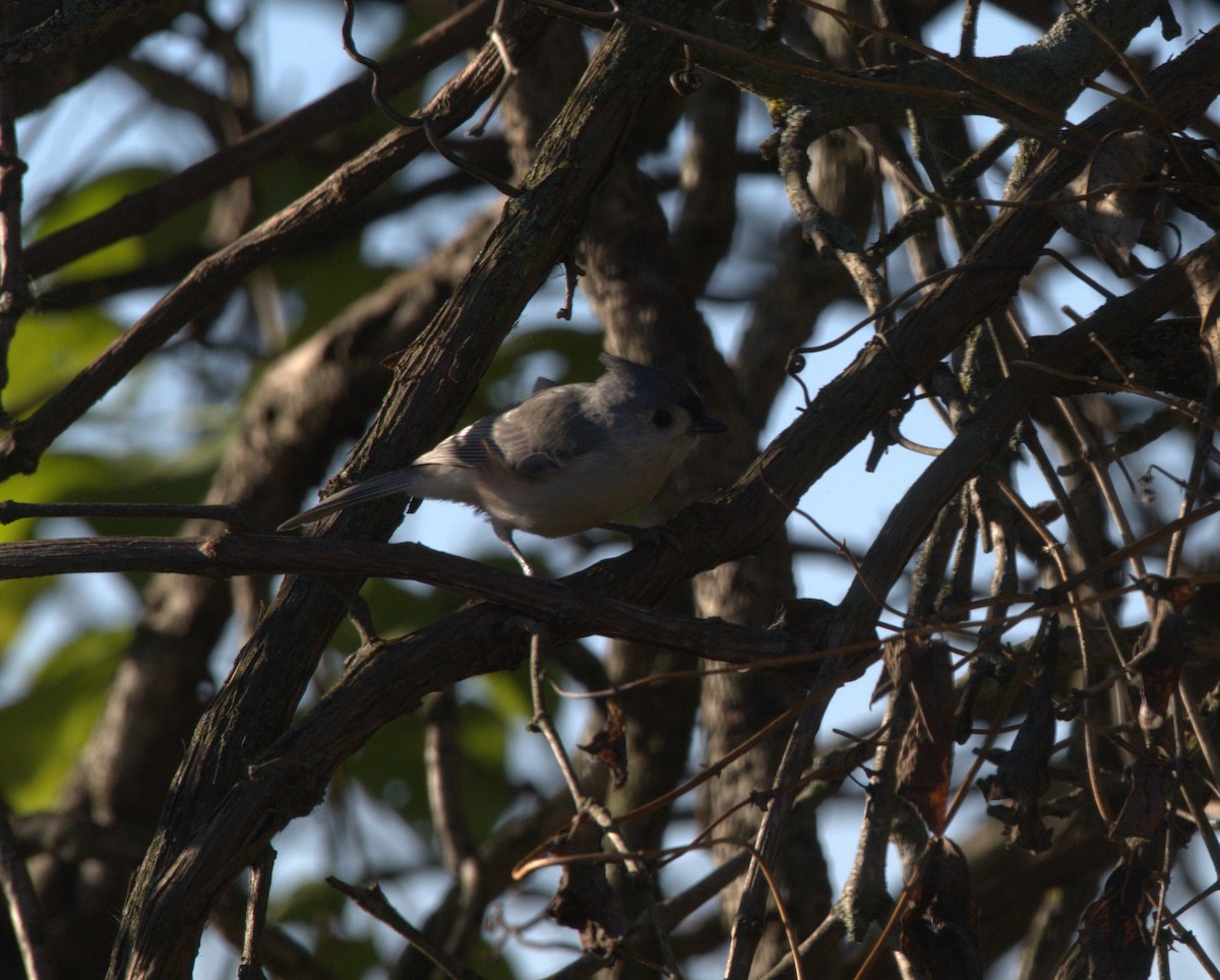 Tufted Titmouse - ML380797291