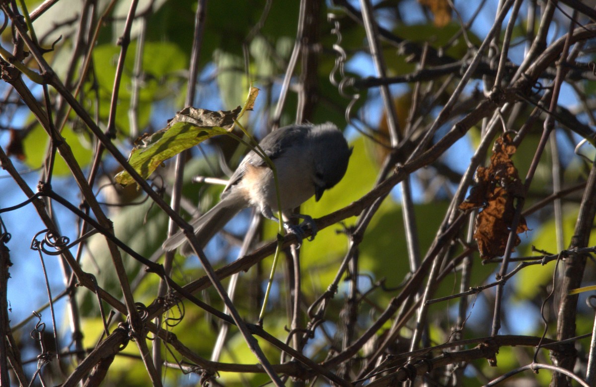 Tufted Titmouse - ML380797441