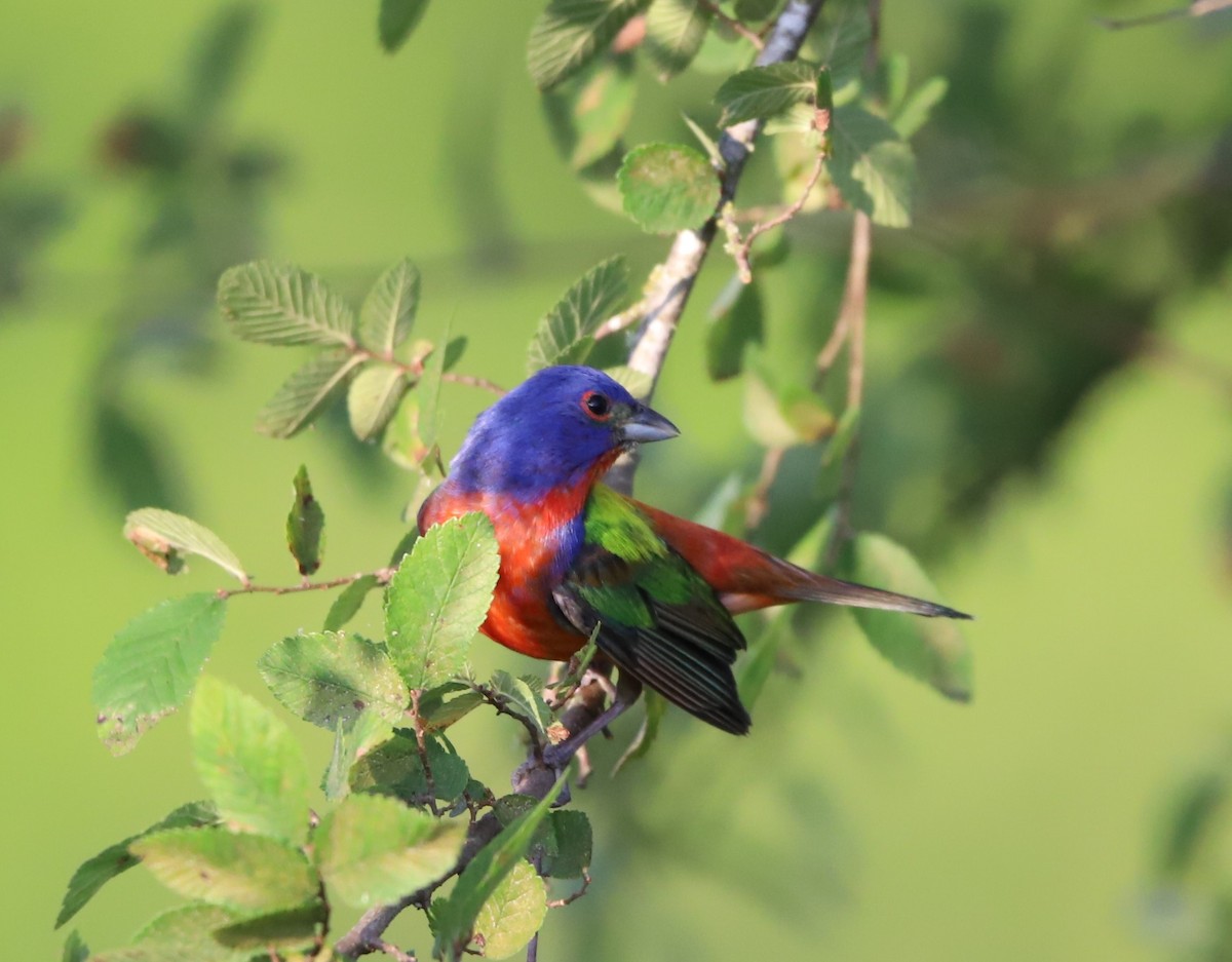 Painted Bunting - ML380798361