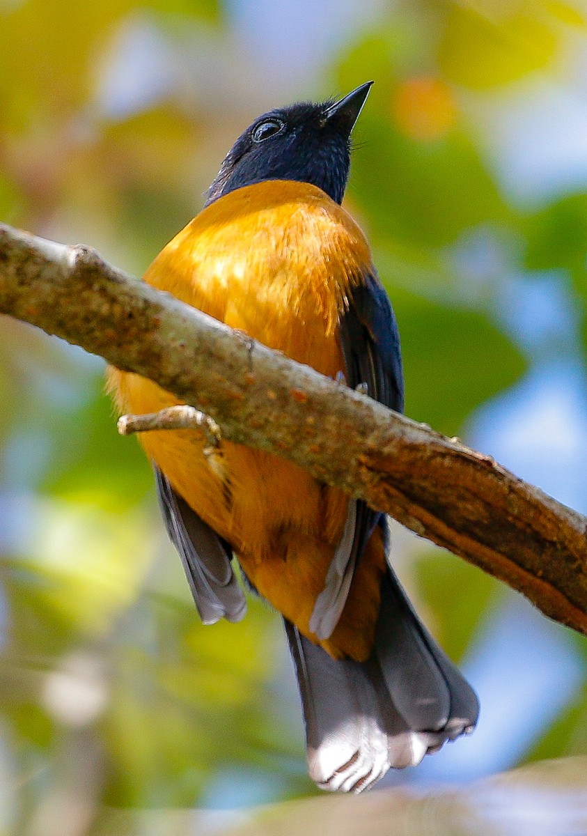 Rufous-vented Niltava - Neoh Hor Kee