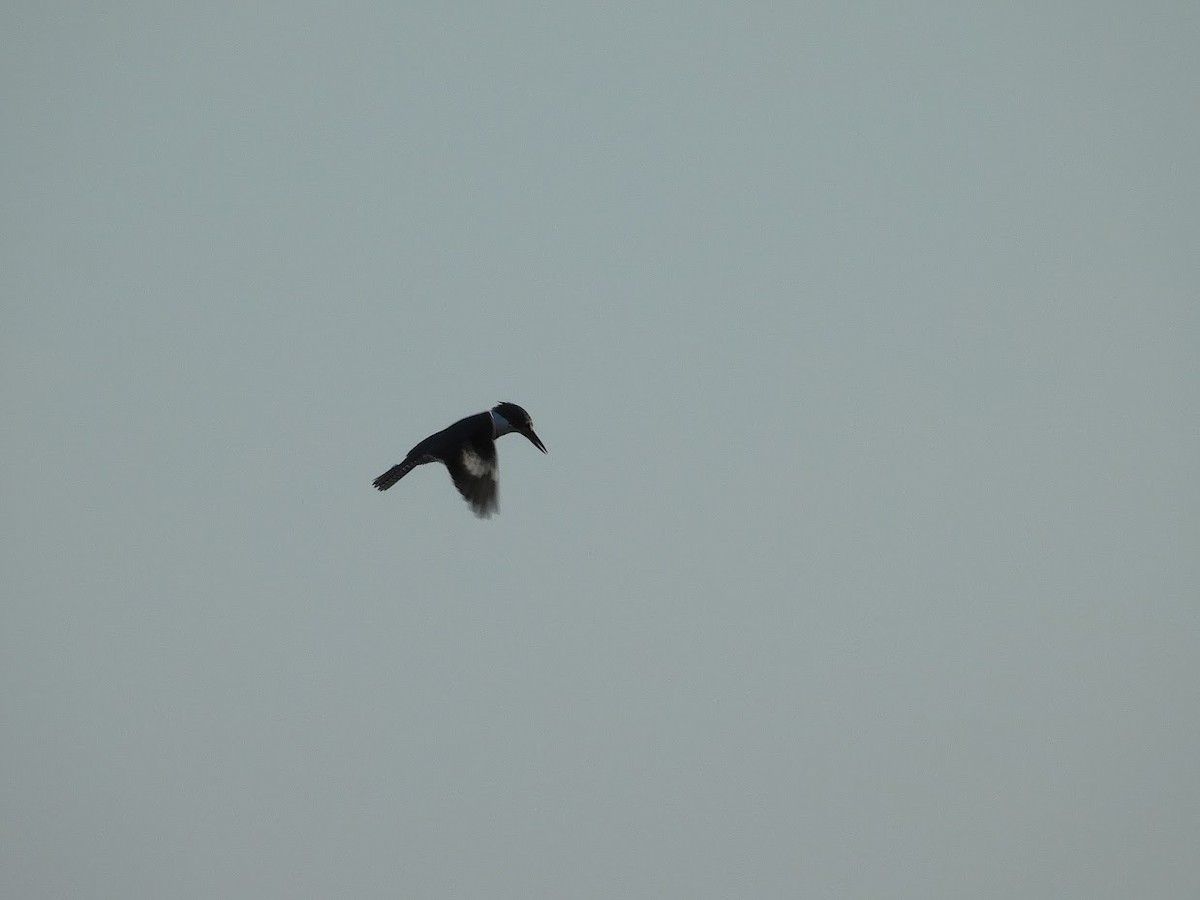 Belted Kingfisher - ML380798681