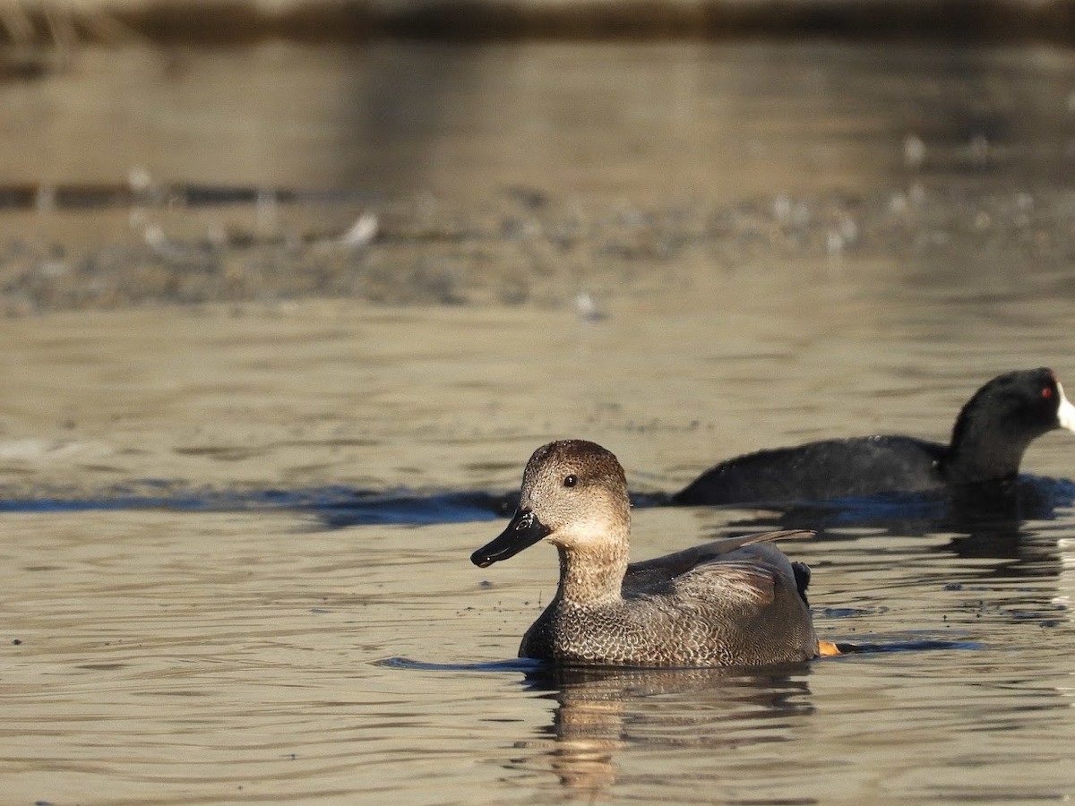 Gadwall - ML380799011