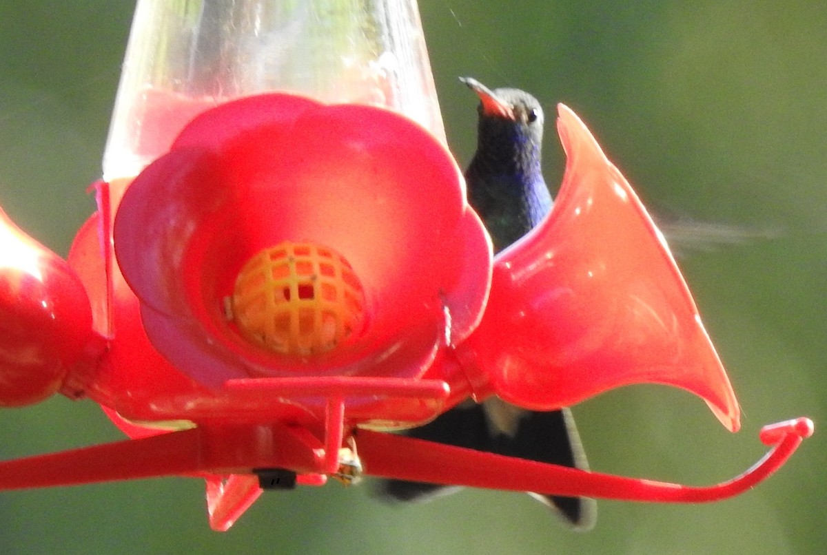 Geniş Gagalı Kolibri - ML380799061