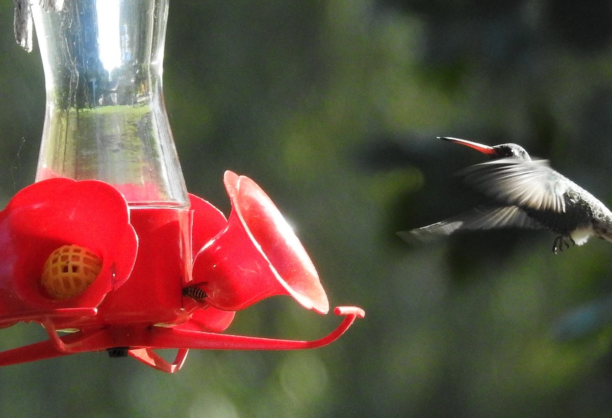 Broad-billed Hummingbird - ML380799071