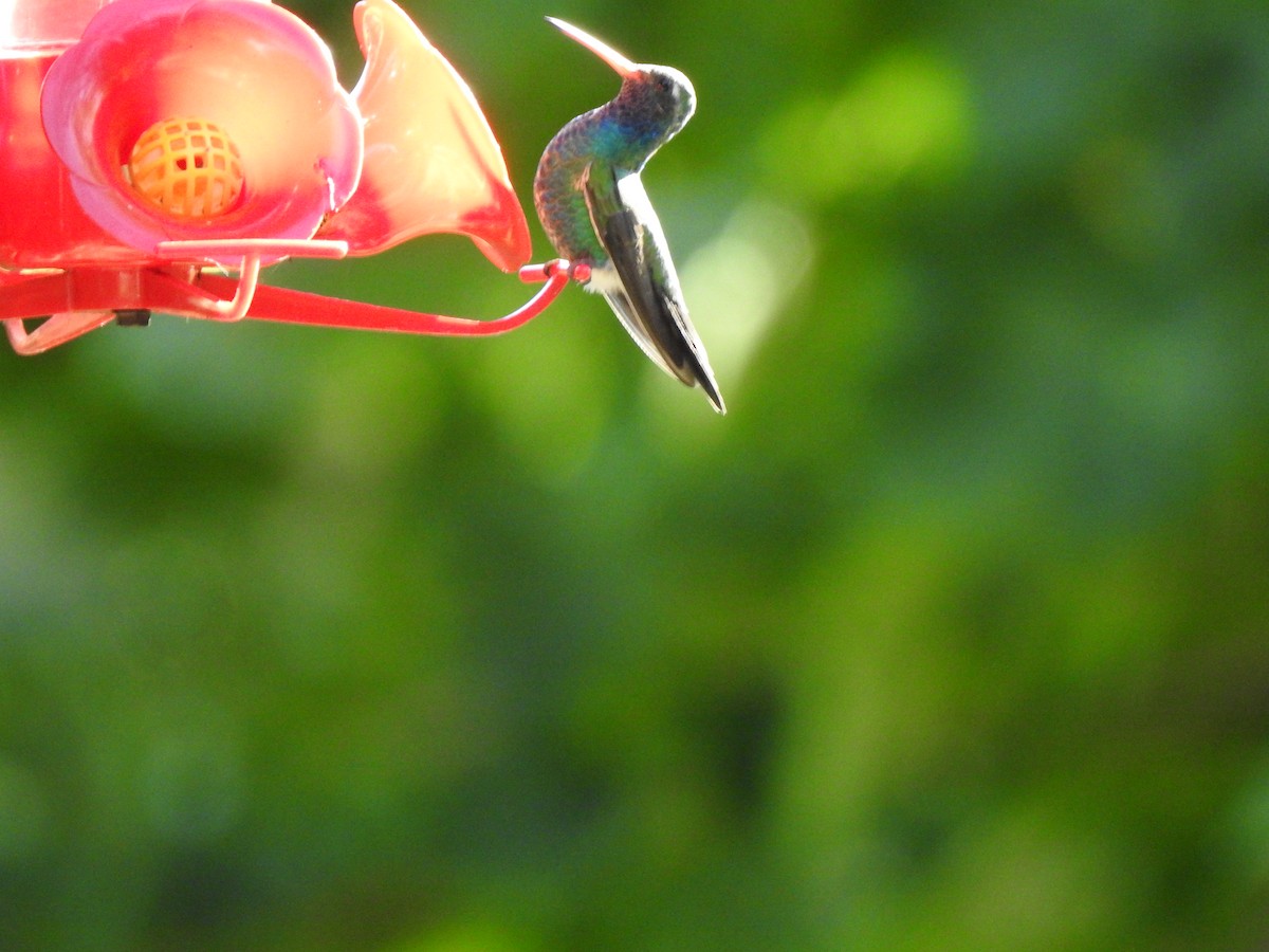 Broad-billed Hummingbird - ML380799341