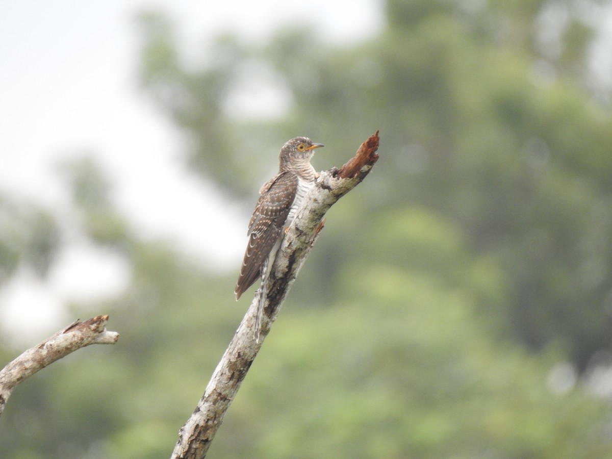 Common Cuckoo - ML380799991