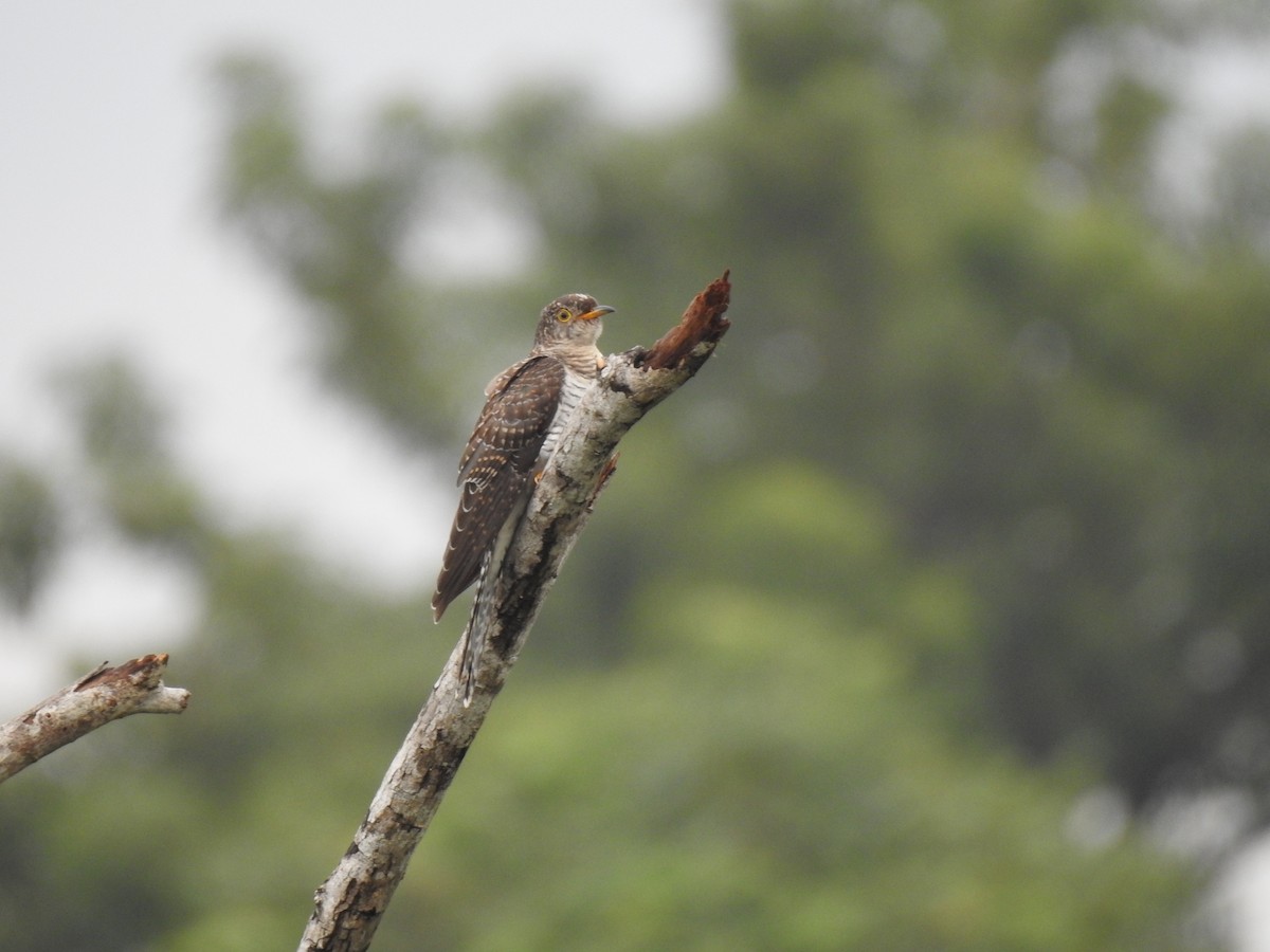 Common Cuckoo - ML380800221