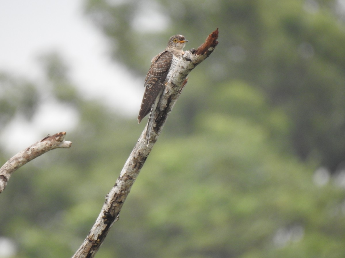 Common Cuckoo - ML380800231