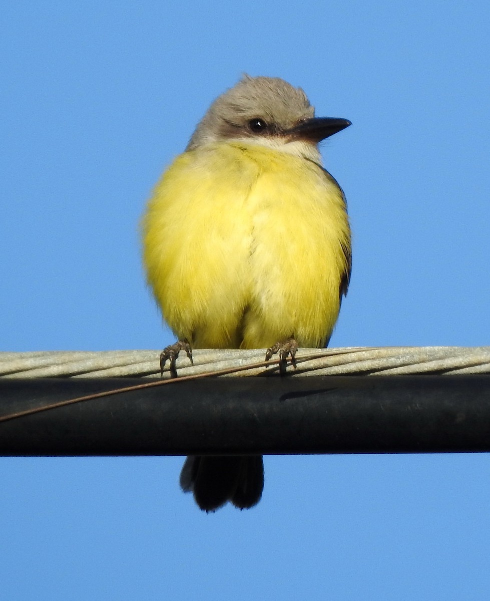 Tropical Kingbird - ML380800551