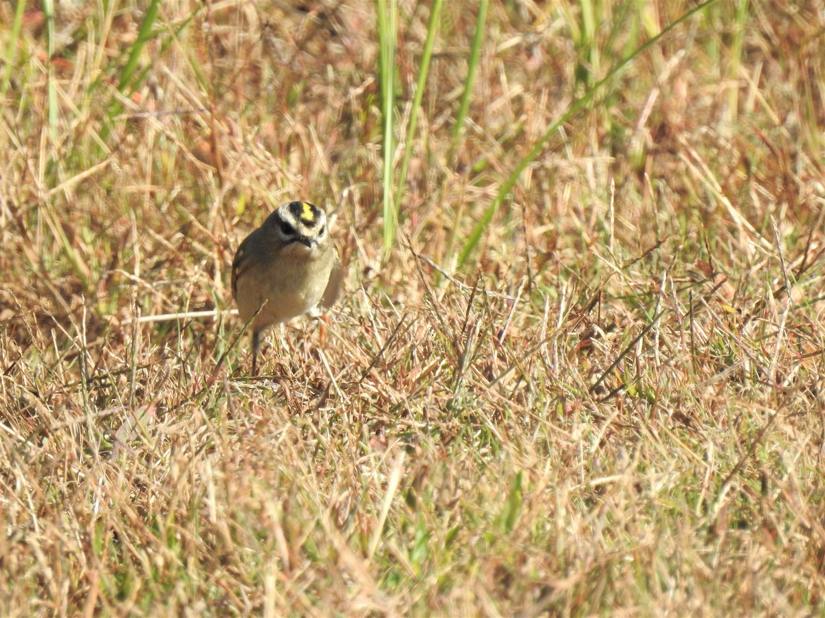 Golden-crowned Kinglet - ML380801261