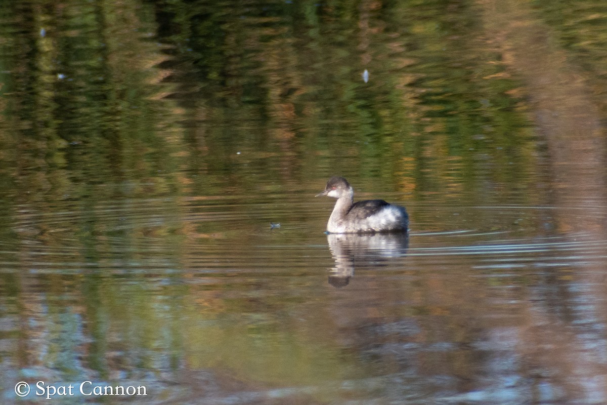 Eared Grebe - ML380802391