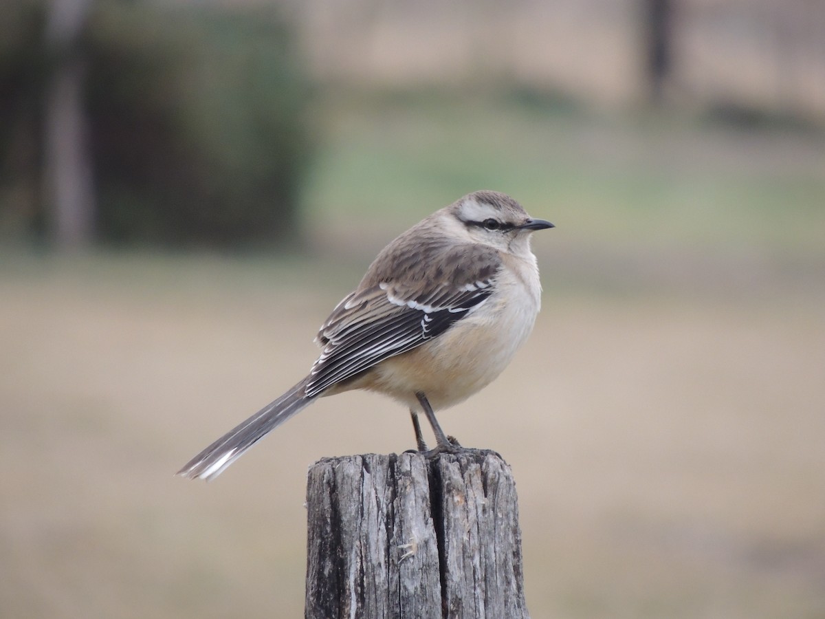 Chalk-browed Mockingbird - Pablo Alejandro Pla