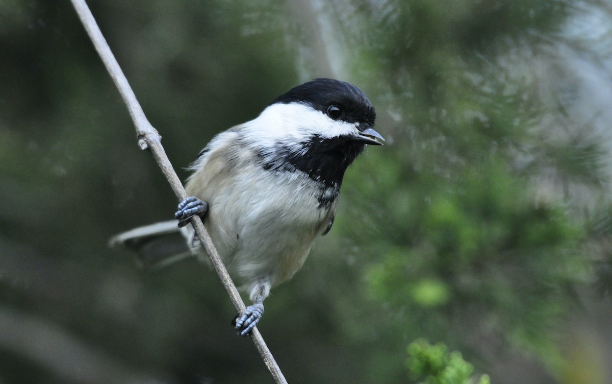 Black-capped Chickadee - ML380803081