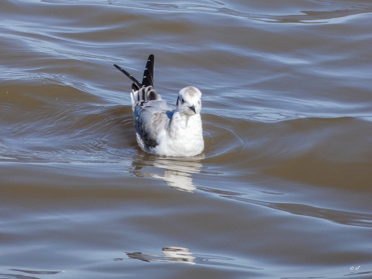 Bonaparte's Gull - ML380807731