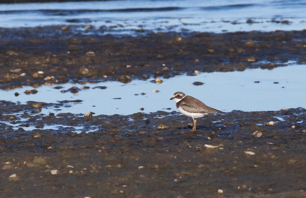 Semipalmated Plover - ML380808051