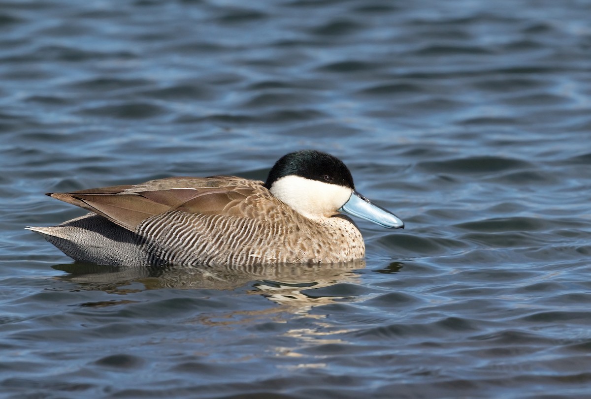 Puna Teal - Michel Gutierrez