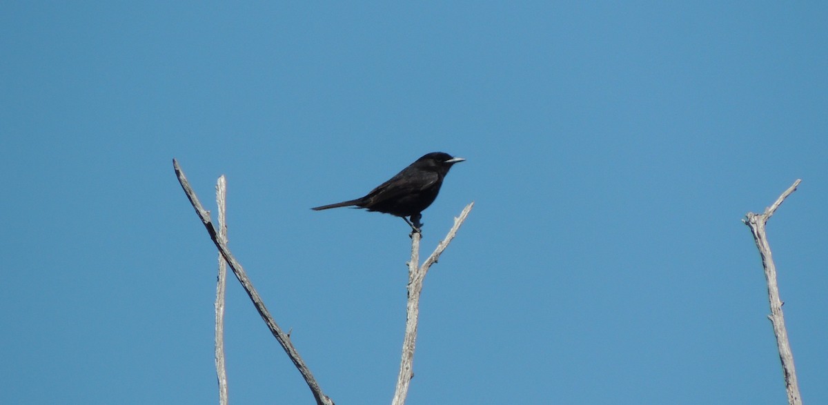 Hudson's Black-Tyrant - ML38081181