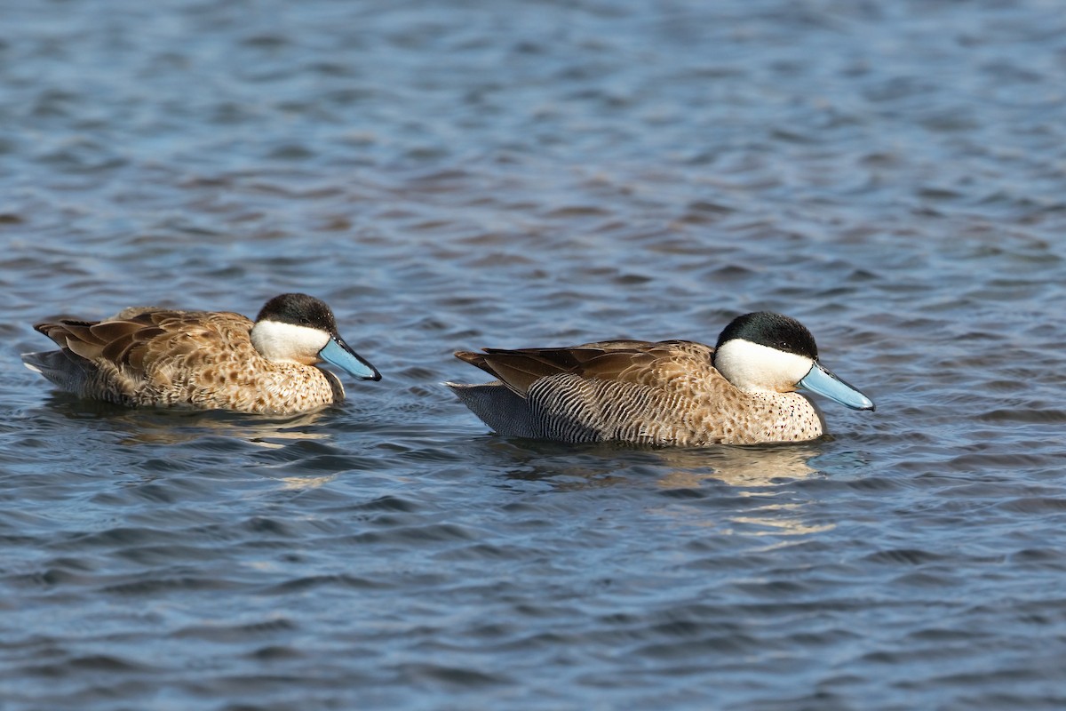 Puna Teal - Michel Gutierrez