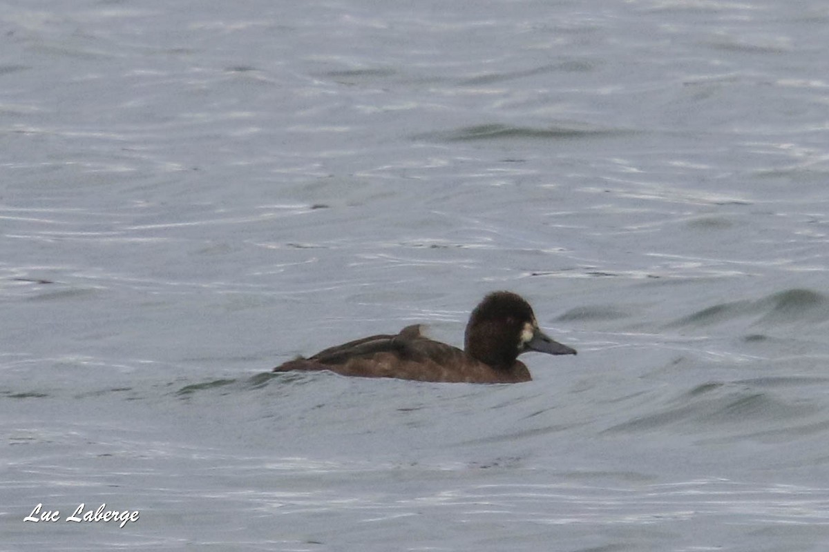 Lesser Scaup - Luc Laberge