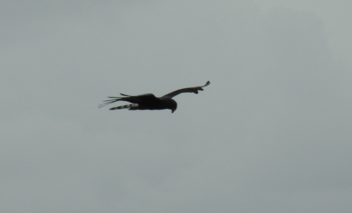 Long-winged Harrier - Pablo Alejandro Pla