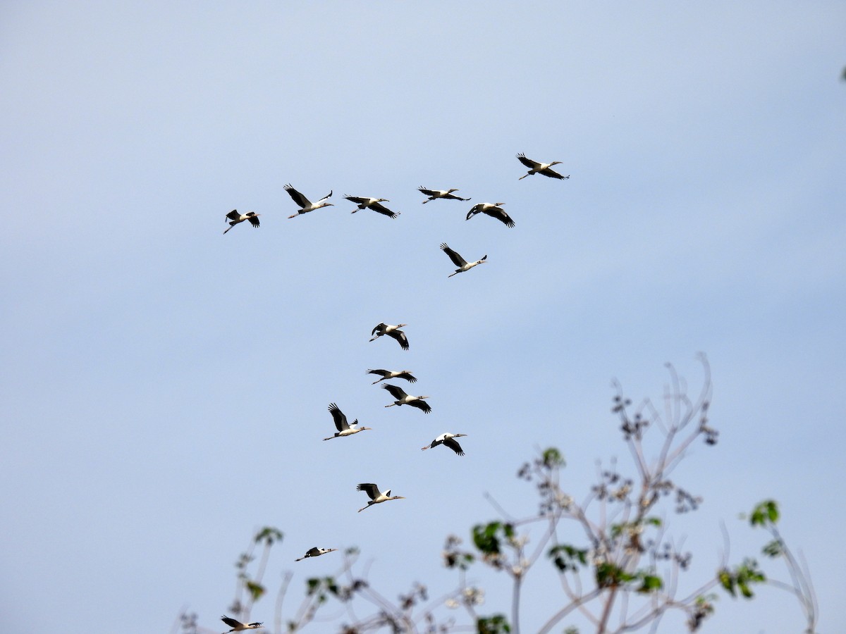 Wood Stork - ML380818741