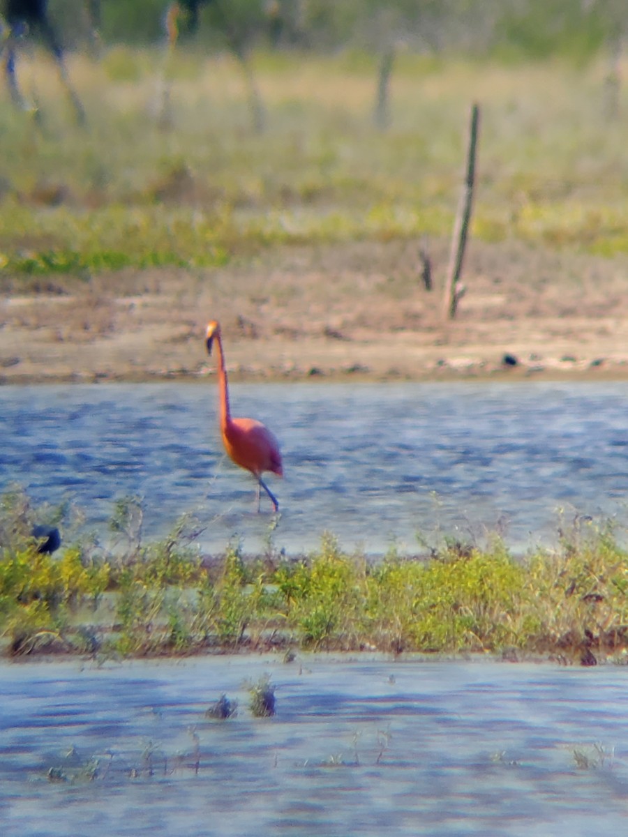American Flamingo - ML380818871