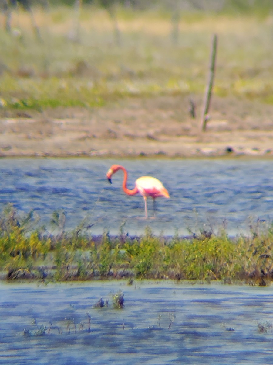 American Flamingo - ML380818921