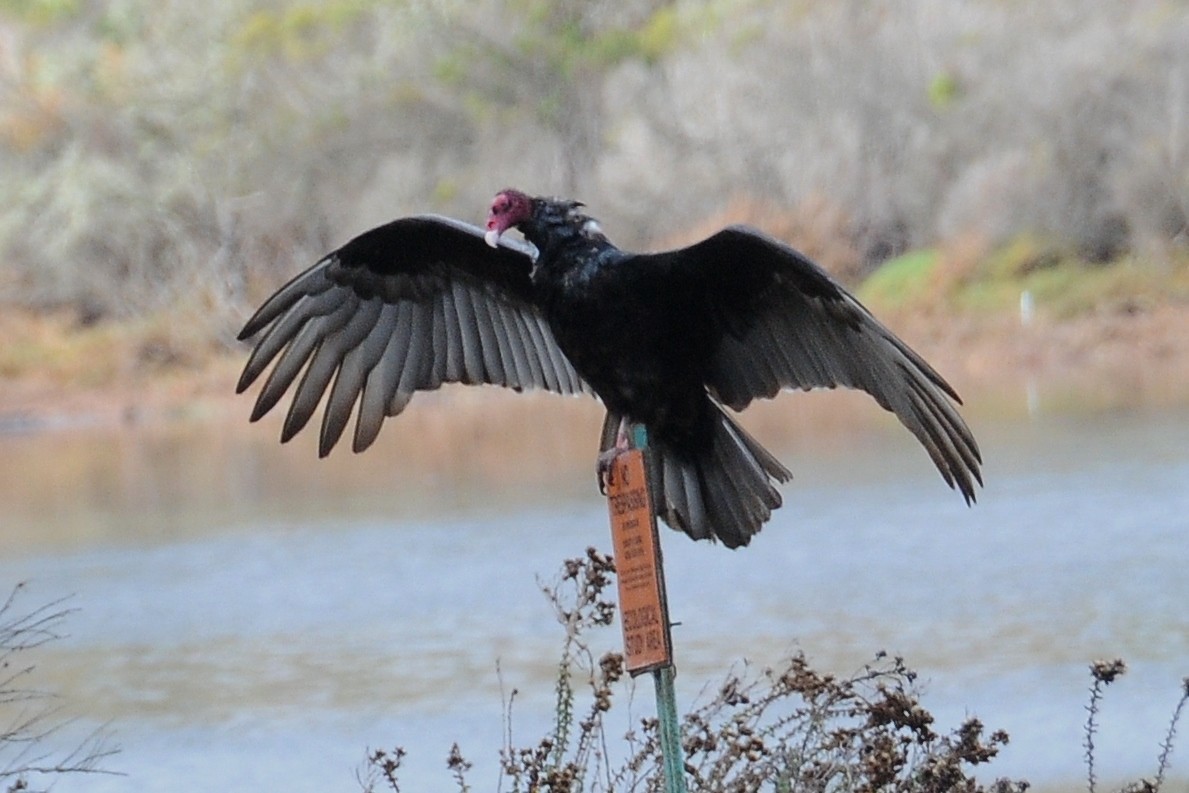 Turkey Vulture - ML38081901