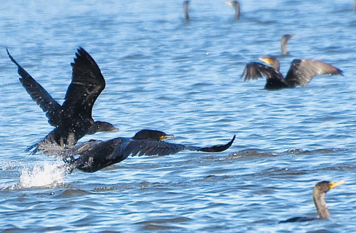 Cormoran à aigrettes - ML380819641