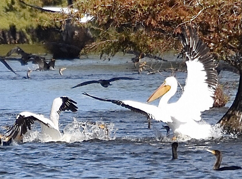 American White Pelican - ML380819661