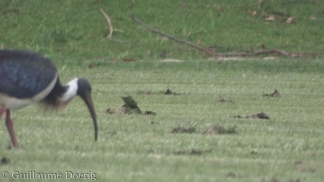 Straw-necked Ibis - ML380820201