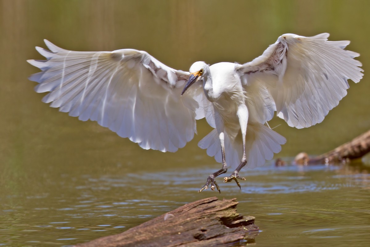 Little Egret - Mat Gilfedder