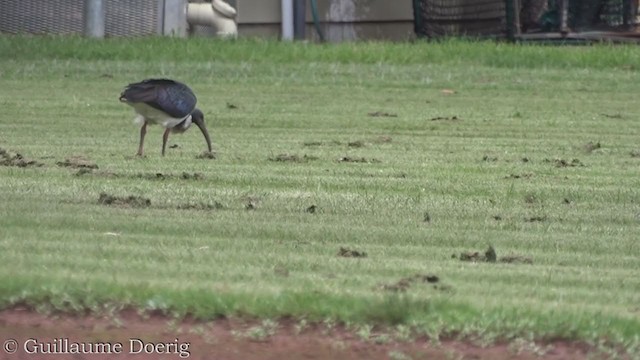 Straw-necked Ibis - ML380820291